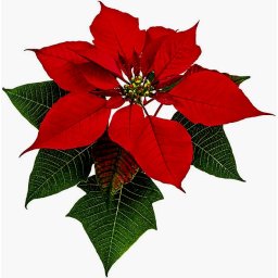 Stella di Natale. Poinsettia. 10 Stampi. JEM
