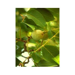 MSA PRUNUS AMYGDALUS 50ML