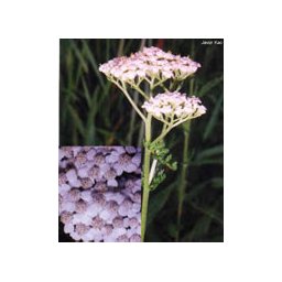 TSA ACHILLEA MILLEFOGLIE 50ML