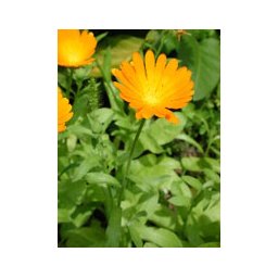 TSA CALENDULA OFFICINALIS 50ML