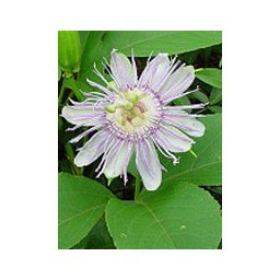 TSA PASSIFLORA INCARNATA 50ML