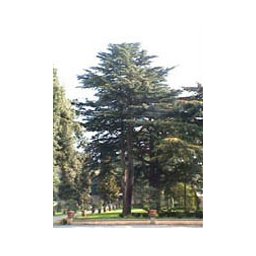 MSA CEDRUS LIBANI 50ML HERBOPLAN
