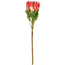 Vega Protea artificiale Maaret ; 70x11 cm (LxL); bianco/rosa/verde