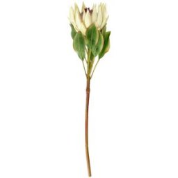 Vega Protea artificiale Maaret ; 70x11 cm (LxL); bianco/verde