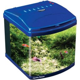 Aquatic Nature Evolution Marine Blue