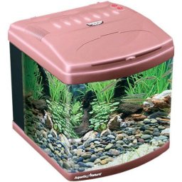 Aquatic Nature Evolution Salmon
