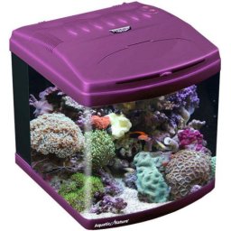 Aquatic Nature Evolution Purple