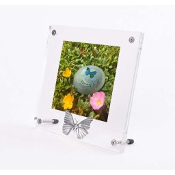 Plexiglas Fotolijst met Zilver Tinnen Asvlinder (0.005 liter)