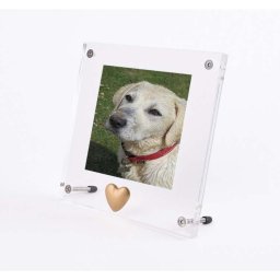 Plexiglas Dieren Fotolijst, Matgouden Tinnen Ashartje (0.005 liter)