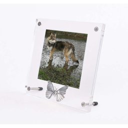 Plexiglas Dieren Fotolijst, Zilver Tinnen Asvlinder (0.005 liter)