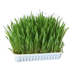 100g Knaagdiergras