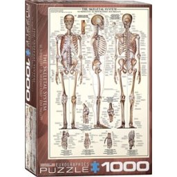 Skeletal System Puzzel (1000 stukjes)