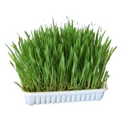 100g Knaagdiergras