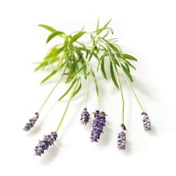 Geurolie Lavendel