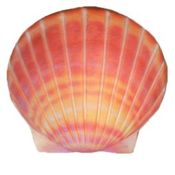 Biologisch Afbreekbare Duo Eco Urn Coral (6.5 liter)