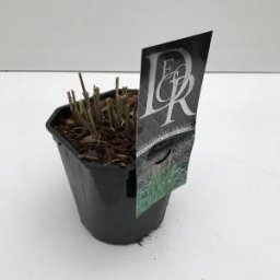 Prachtriet (Miscanthus sinensis "Ferner Osten") siergras - In 2 liter pot - 1 stuks