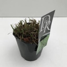 Prachtriet (Miscanthus sinensis "Little Zebra") siergras - In 2 liter pot - 1 stuks