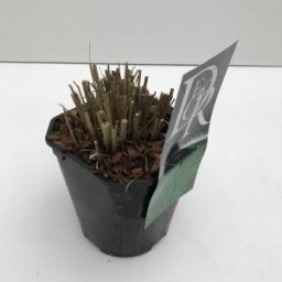 Prachtriet (Miscanthus sinensis "Morning Light") siergras - In 2 liter pot - 1 stuks