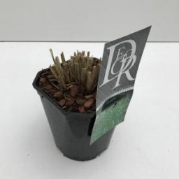 Prachtriet (Miscanthus sinensis "Strictus") siergras - In 2 liter pot - 1 stuks