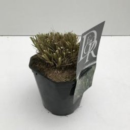 Lampenpoetsersgras (Pennisetum alopecuroides "Hameln") siergras - In 2 liter pot - 1 stuks