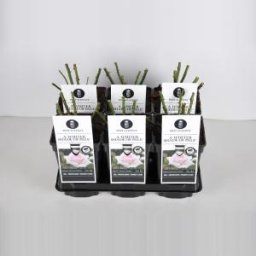 Grootbloemige roos (rosa "A Whiter Shade of Pale"®) - C3 - 1 stuks