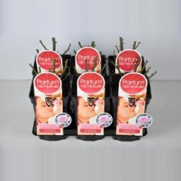 Grootbloemige roos Parfum de Nature (rosa "A Whiter Shade of Pale"®) - C3 - 1 stuks