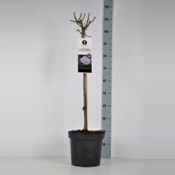 Grootbloemige roos op stam (rosa "A Whiter Shade of Pale"®) - Op stam 70 cm - 1 stuks