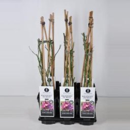Klimroos (rosa "Rhapsody in Blue"®) - C3 - 1 stuks