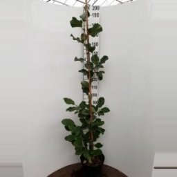 Magnolia struik March Till Frost - 2 stuks