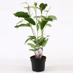 Magnolia struik Soulangeana - 40 - 50 cm - 3 stuks