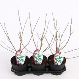 Magnolia struik Stellata Royal Star - 40 - 50 cm - 3 stuks