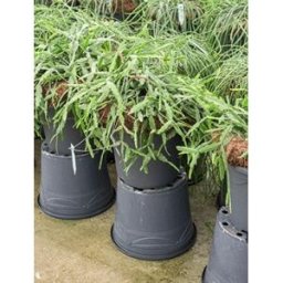 Rhipsalis pentaptera hangplant