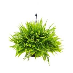 Nephrolepis green lady krulvaren hangplant