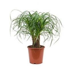 Beaucarnea recurvata everto kamerplant