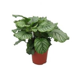 Calathea orbifolia kamerplant