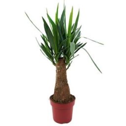 Yucca elephantipes bulb S kamerplant