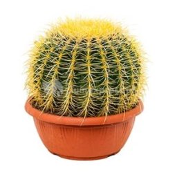 Echinocactus grusonii XS kamerplant