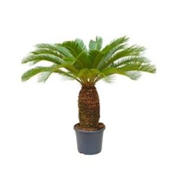 Cycas Palm revoluta stam XL kamerplant