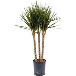 Dracaena marginata spider trio 45 hydrocultuur plant