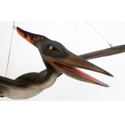 H-110062 Baby Pteranodon - Dinosaurus