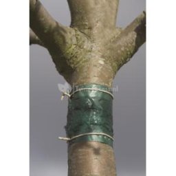 Insecten kleefband