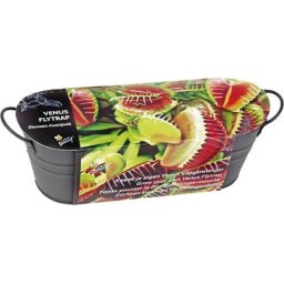 Buzzy Teiltje Antraciet Venus Fly Trap