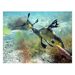 Notes from a (Sea)Dragon Writer boek