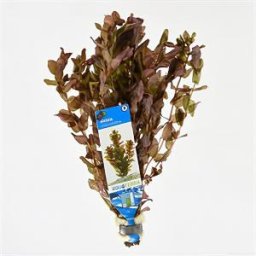 Rotala macrandra - 10 stuks - aquarium plant
