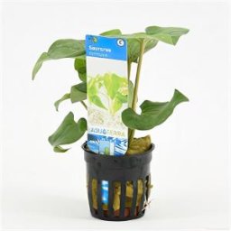 Saururus cernuus - 6 stuks - aquarium plant