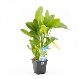 Echinodorus granat - aquarium plant