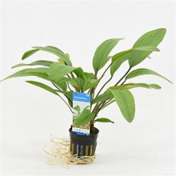 Echinodorus reni - 6 stuks - aquarium plant