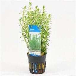 Rotala bossii - 6 stuks - aquarium plant