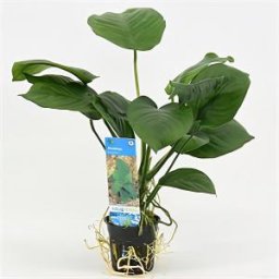 Anubias barteri - 6 stuks - aquarium plant