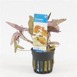 Nymphaea zenkeri lotus rood - 6 stuks - aquarium plant
